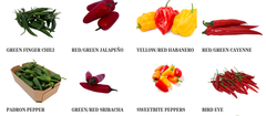 Premium Fresh Chili & Specialty Peppers from Spain & Morocco | Export Supply - Image 1